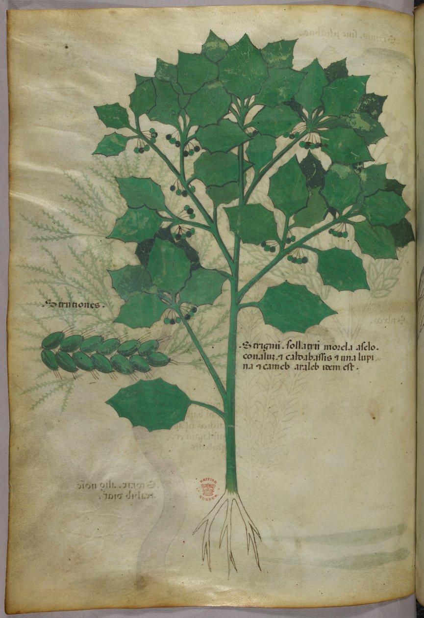 Ilustração botânica, c.1440 (tinta e cor sobre velino) de Italian School