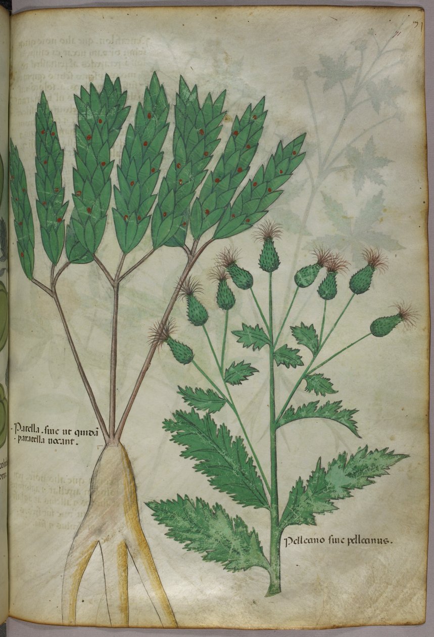 Ilustração botânica, c.1440 (tinta e cor sobre velino) de Italian School