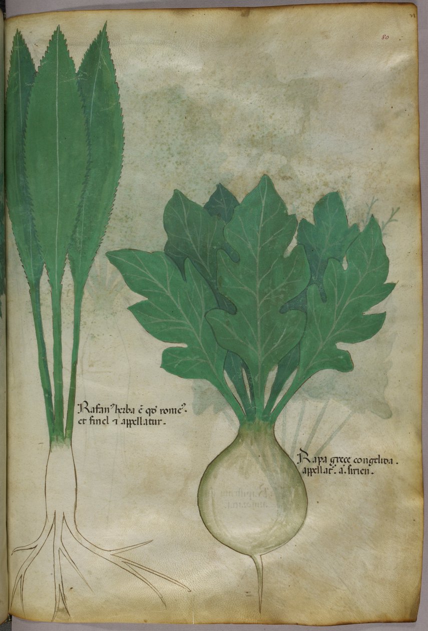 Ilustração botânica, c.1440 (tinta e cor sobre velino) de Italian School