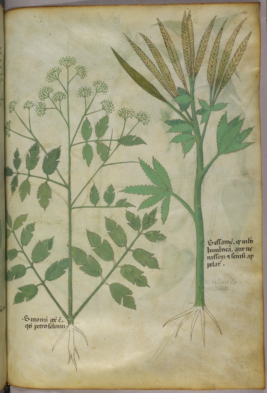Ilustração botânica, c.1440 (tinta e cor sobre velino) de Italian School