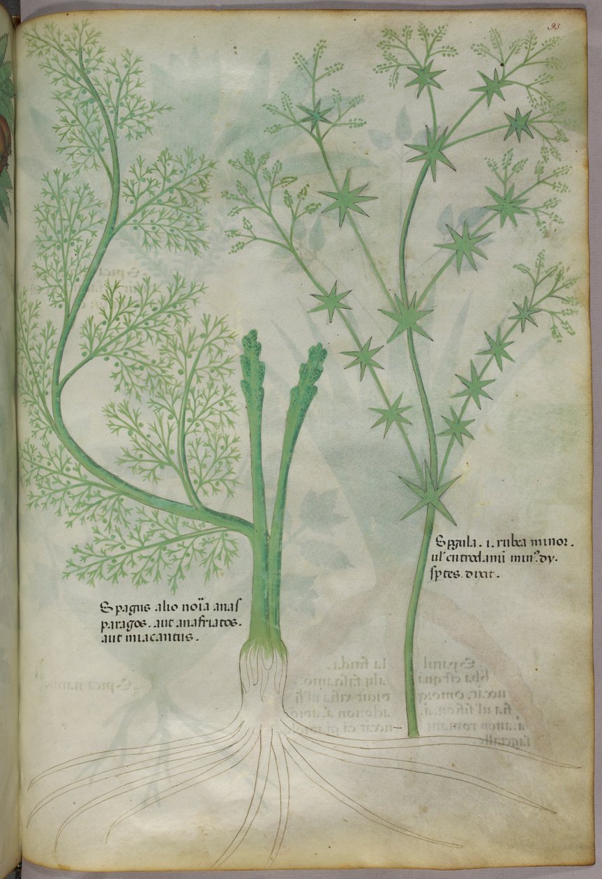 Ilustração botânica, c.1440 (tinta e cor sobre velino) de Italian School