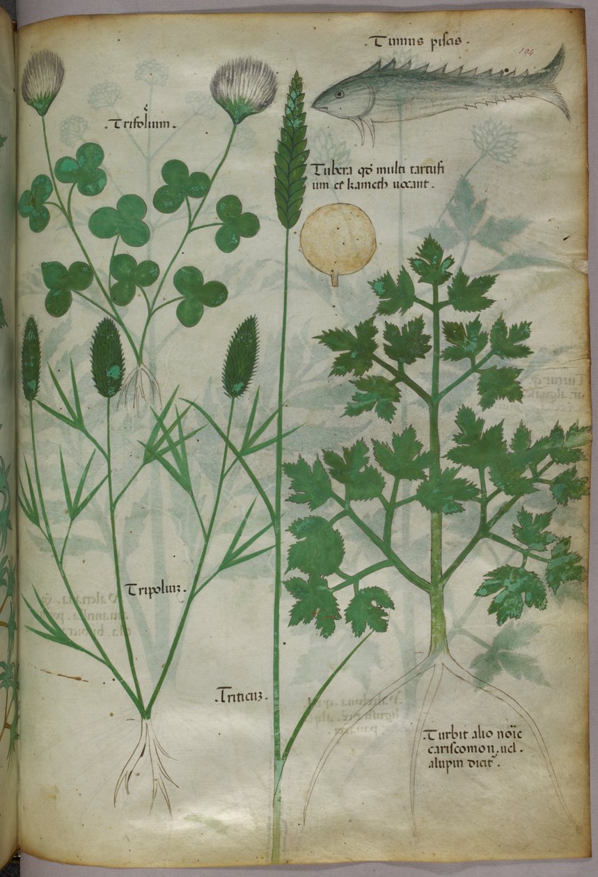 Ilustração botânica, c.1440 (tinta e cor sobre velino) de Italian School