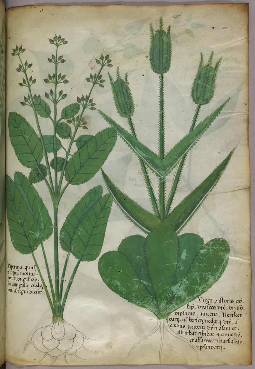 Ilustração botânica, c.1440 (tinta e cor sobre velino) de Italian School