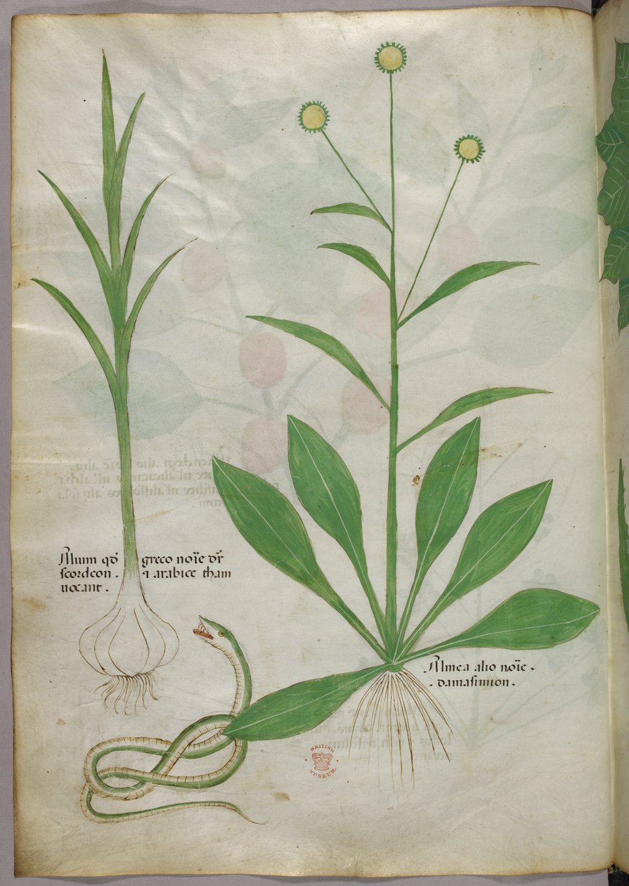 Ilustração botânica, c.1440 (tinta e cor sobre velino) de Italian School