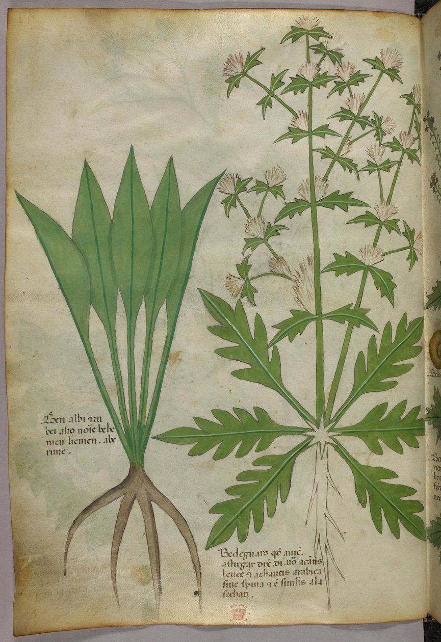 Ilustração botânica, c.1440 (tinta e cor sobre velino) de Italian School