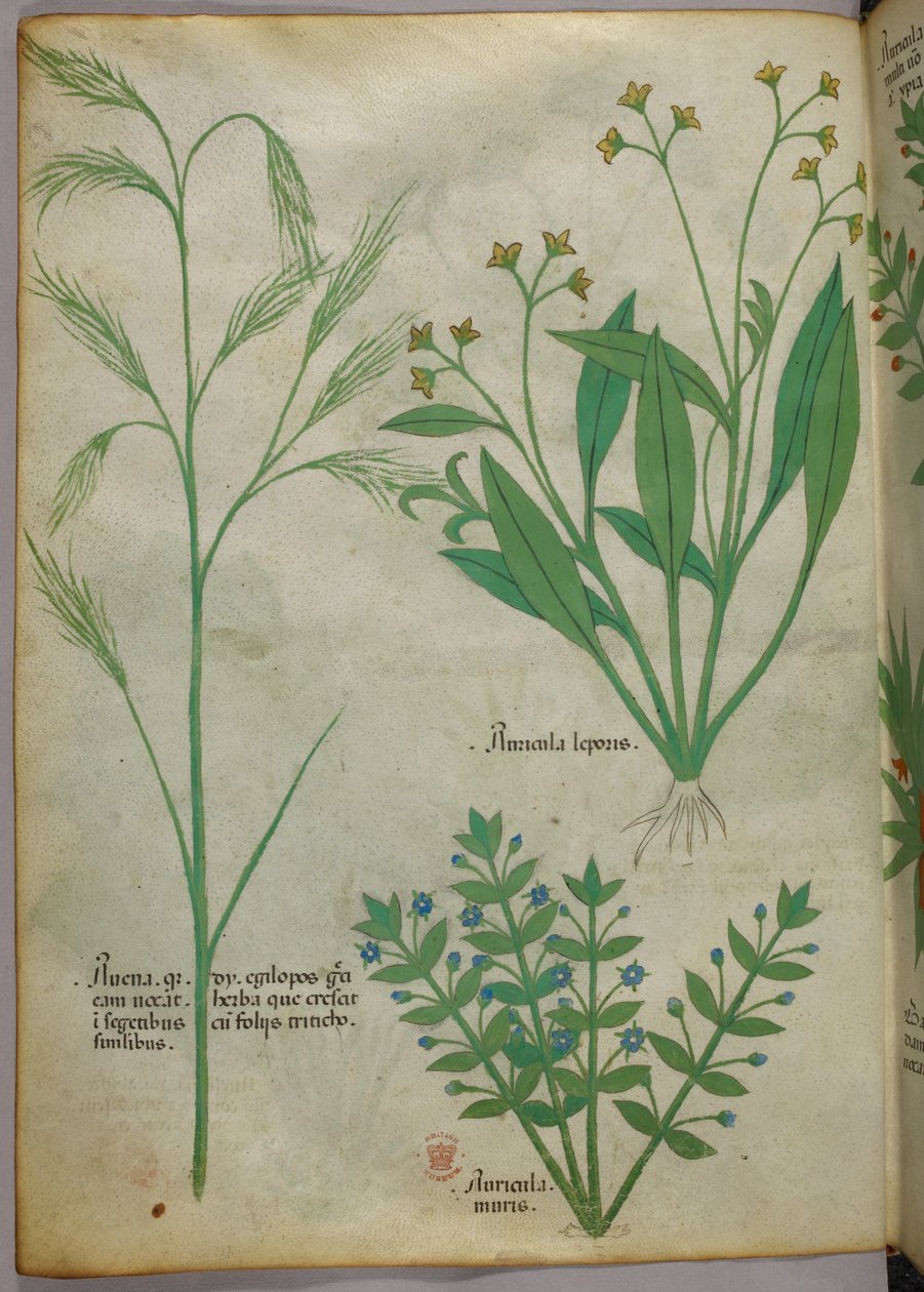 Ilustração botânica, c.1440 (tinta e cor sobre velino) de Italian School