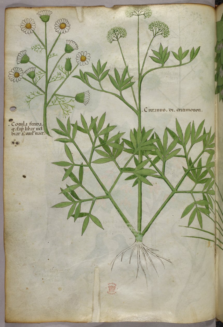 Ilustração botânica, c.1440 (tinta e cor sobre velino) de Italian School