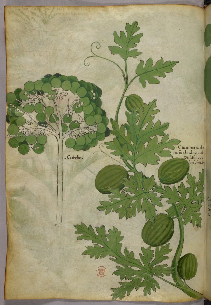 Ilustração botânica, c.1440 (tinta e cor sobre velino) de Italian School
