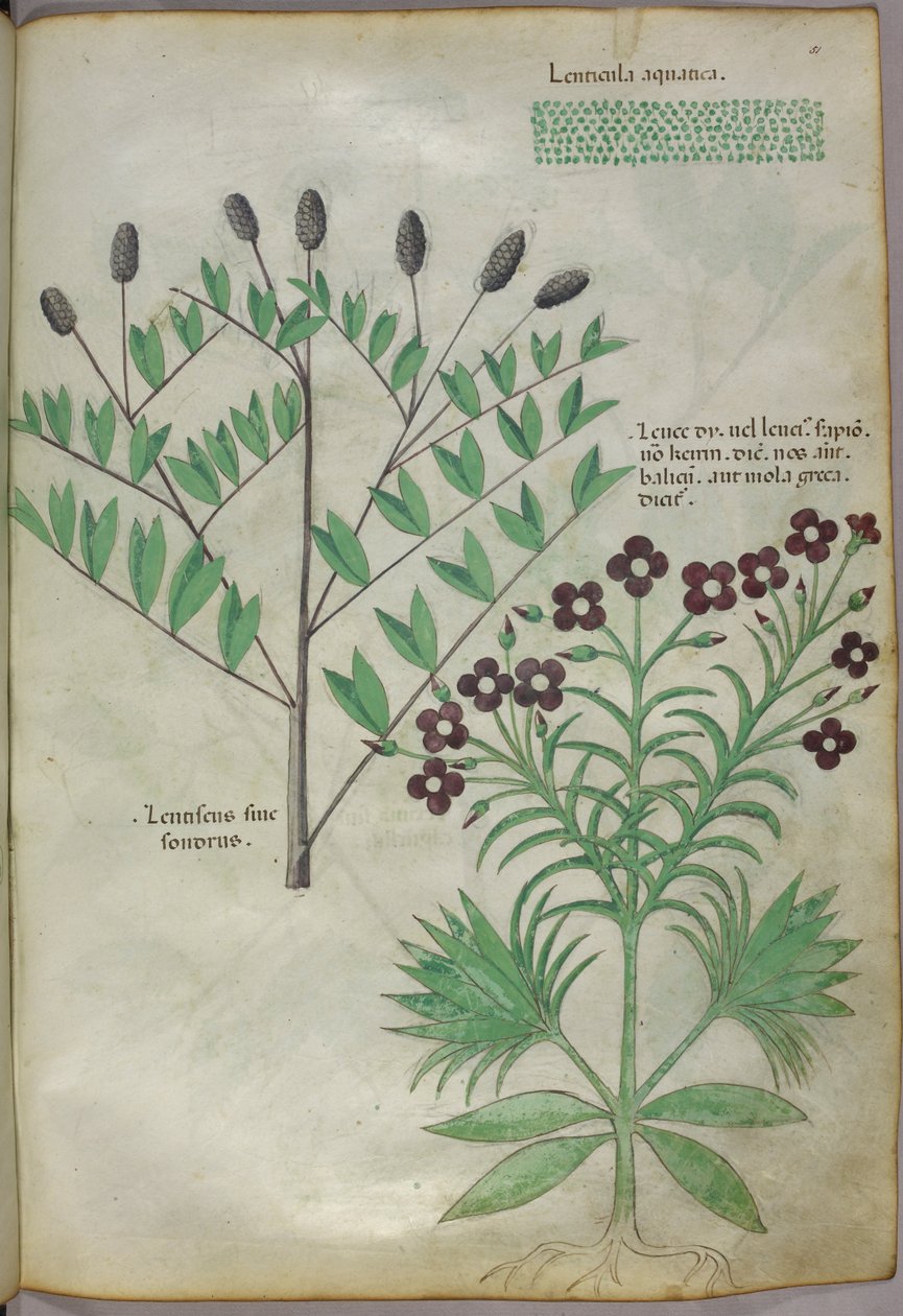 Ilustração botânica, c.1440 (tinta e cor sobre velino) de Italian School