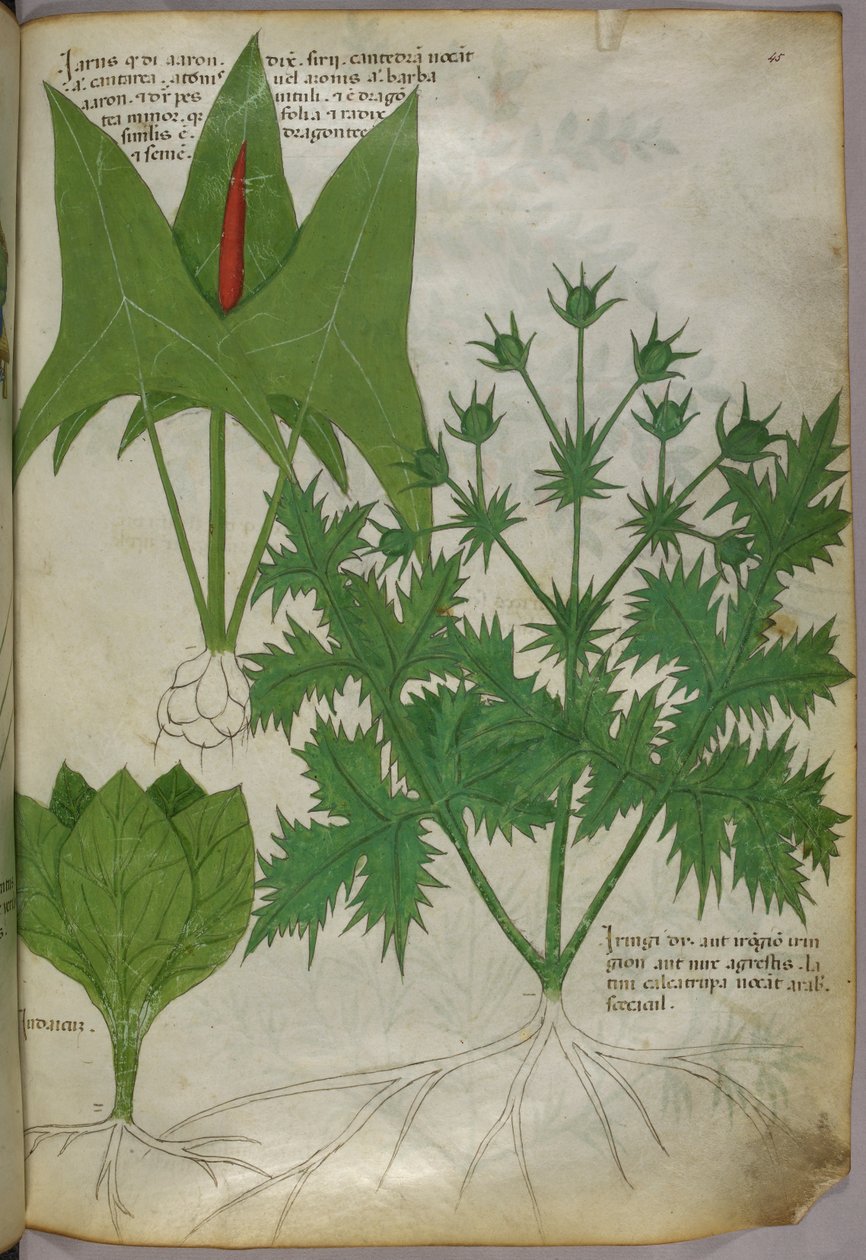 Ilustração botânica, c.1440 (tinta e cor sobre velino) de Italian School