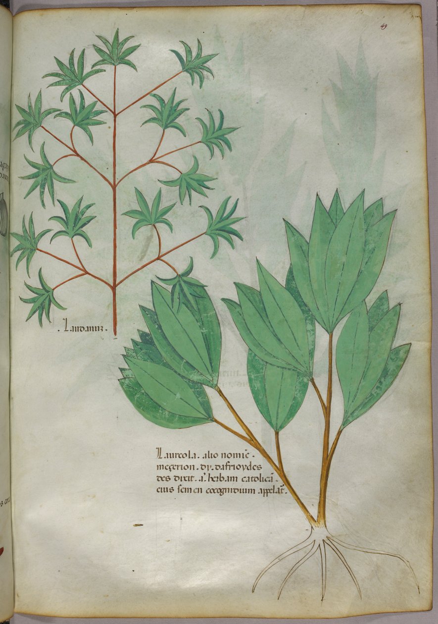 Ilustração botânica, c.1440 (tinta e cor sobre velino) de Italian School