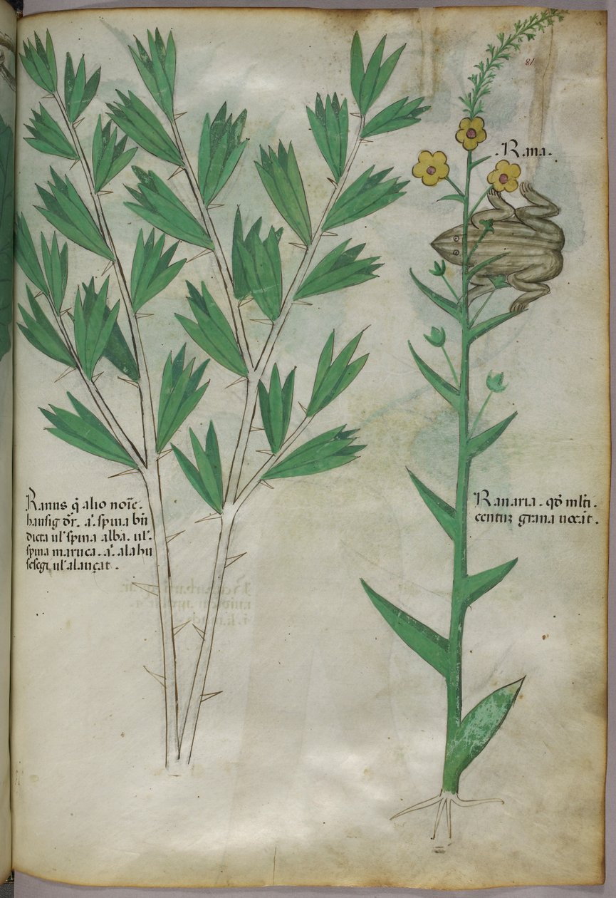 Ilustração botânica, c.1440 (tinta e cor sobre velino) de Italian School