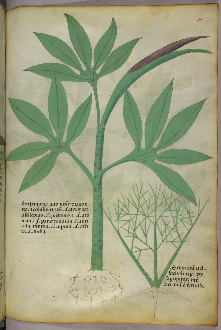 Ilustração botânica, c.1440 (tinta e cor sobre velino) de Italian School
