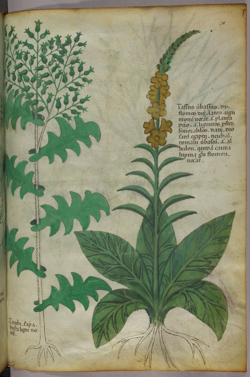 Ilustração botânica, c.1440 (tinta e cor sobre velino) de Italian School