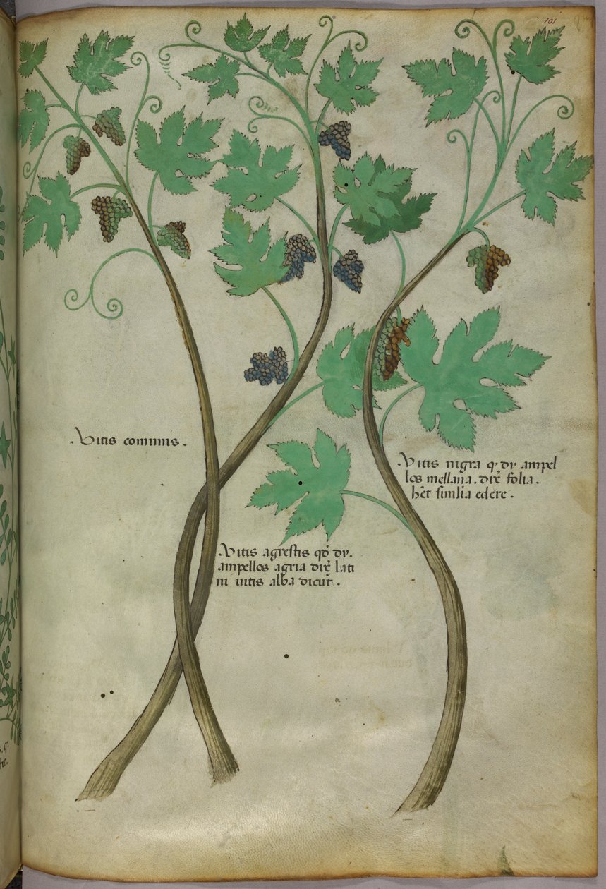 Ilustração botânica, c.1440 (tinta e cor sobre velino) de Italian School