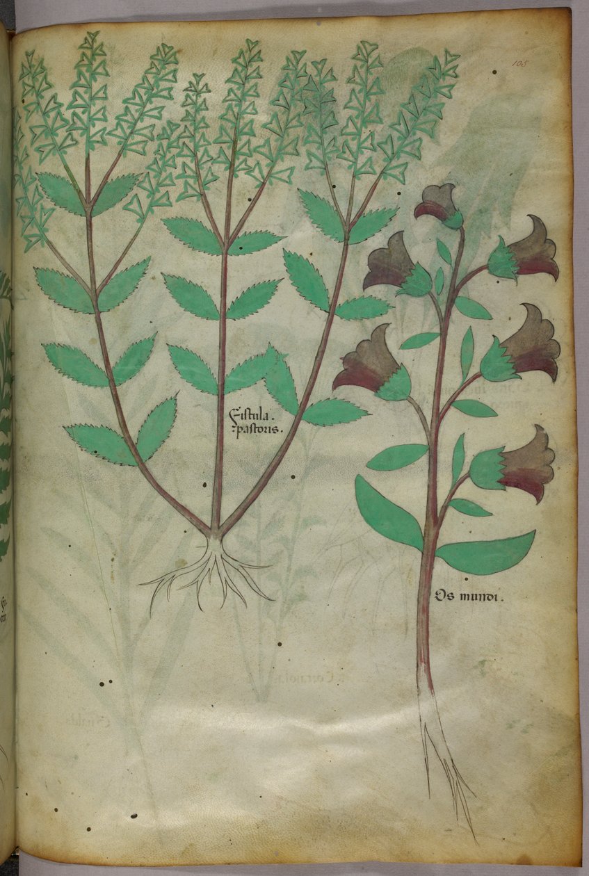 Ilustração botânica, c.1440 (tinta e cor sobre velino) de Italian School