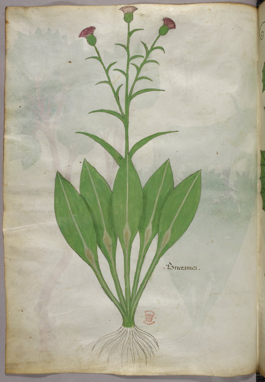 Ilustração botânica, c.1440 (tinta e cor sobre velino) de Italian School