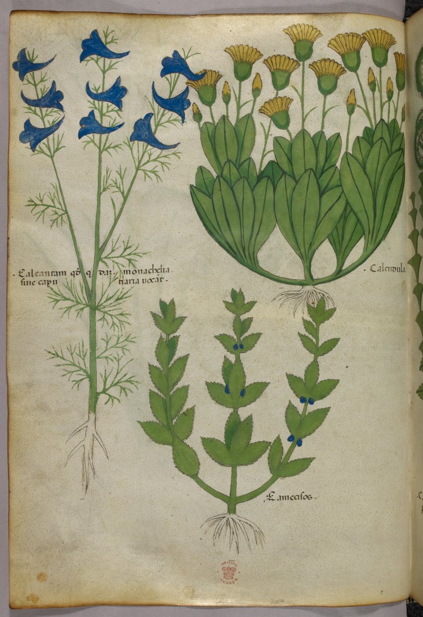 Ilustração botânica, c.1440 (tinta e cor sobre velino) de Italian School