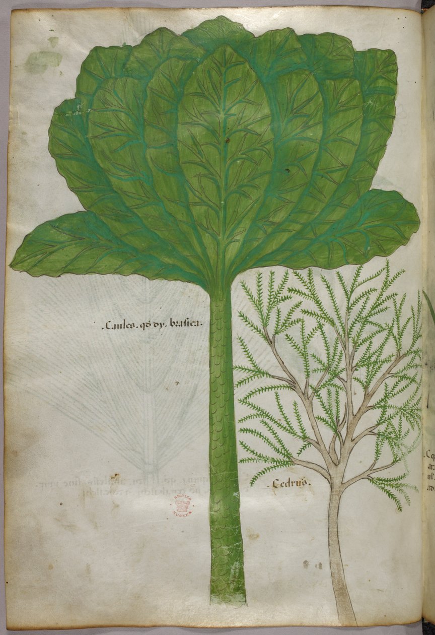 Ilustração botânica, c.1440 (tinta e cor sobre velino) de Italian School