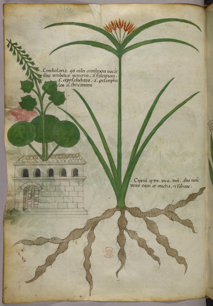 Ilustração botânica, c.1440 (tinta e cor sobre velino) de Italian School