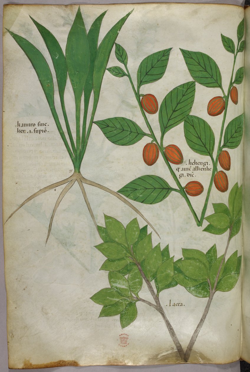 Ilustração botânica, c.1440 (tinta e cor sobre velino) de Italian School