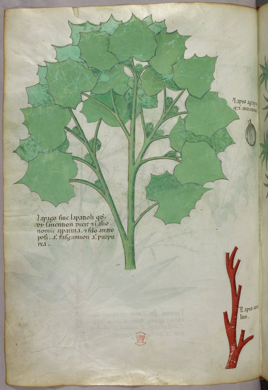 Ilustração botânica, c.1440 (tinta e cor sobre velino) de Italian School
