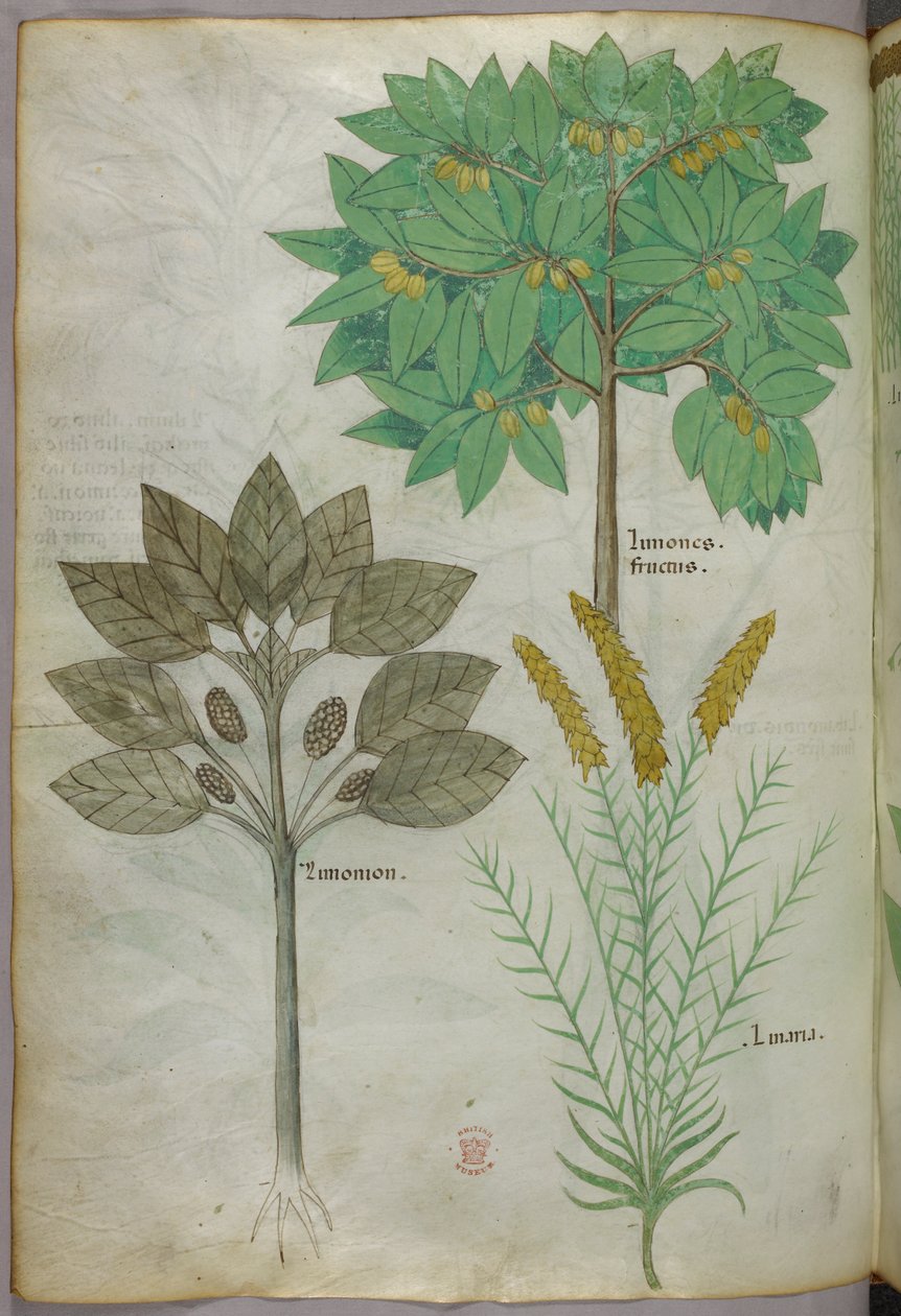Ilustração botânica, c.1440 (tinta e cor sobre velino) de Italian School