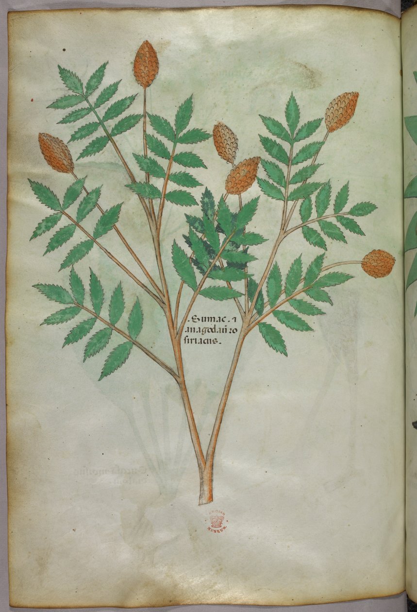 Ilustração botânica, c.1440 (tinta e cor sobre velino) de Italian School