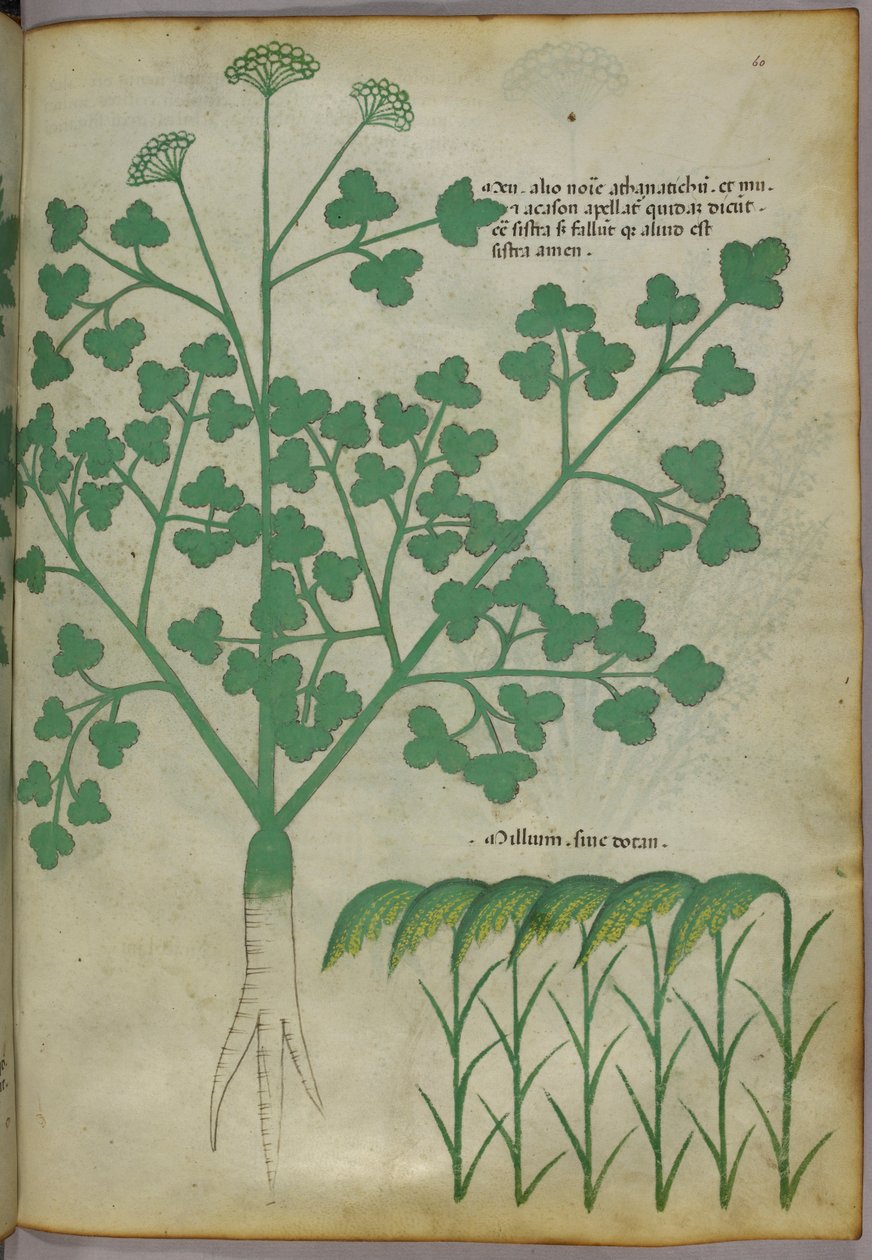Ilustração botânica, c.1440 (tinta e cor sobre velino) de Italian School