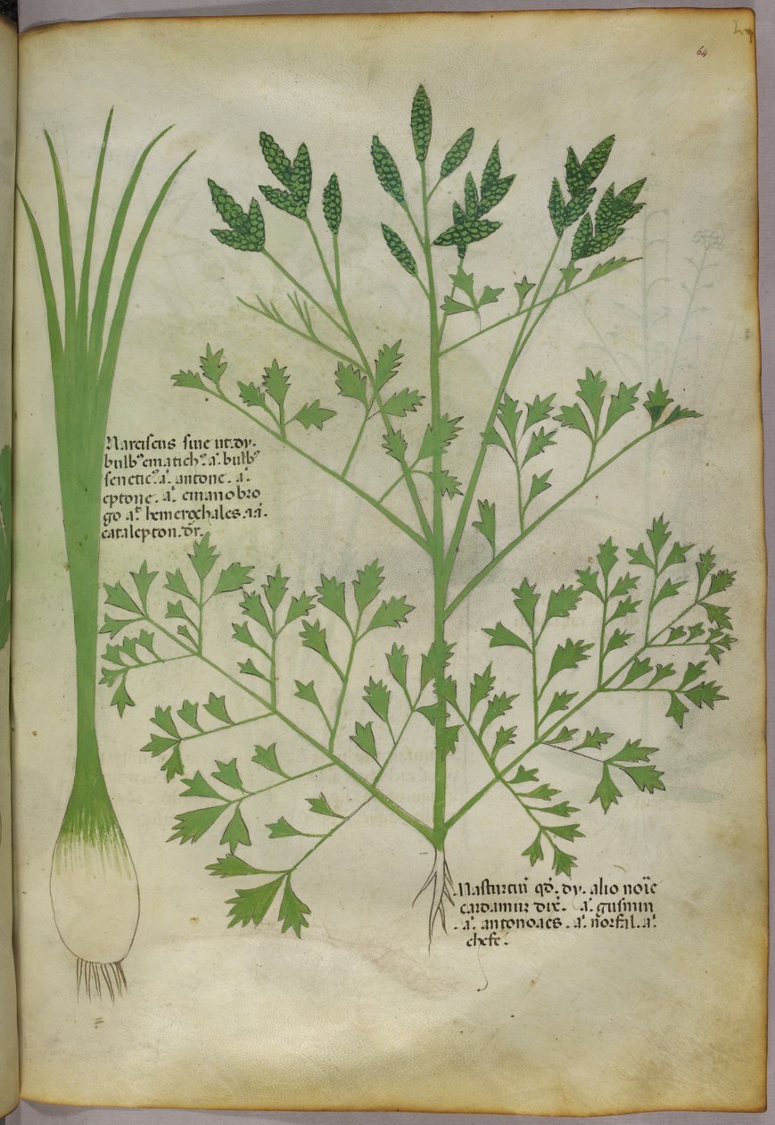 Ilustração botânica, c.1440 (tinta e cor sobre velino) de Italian School