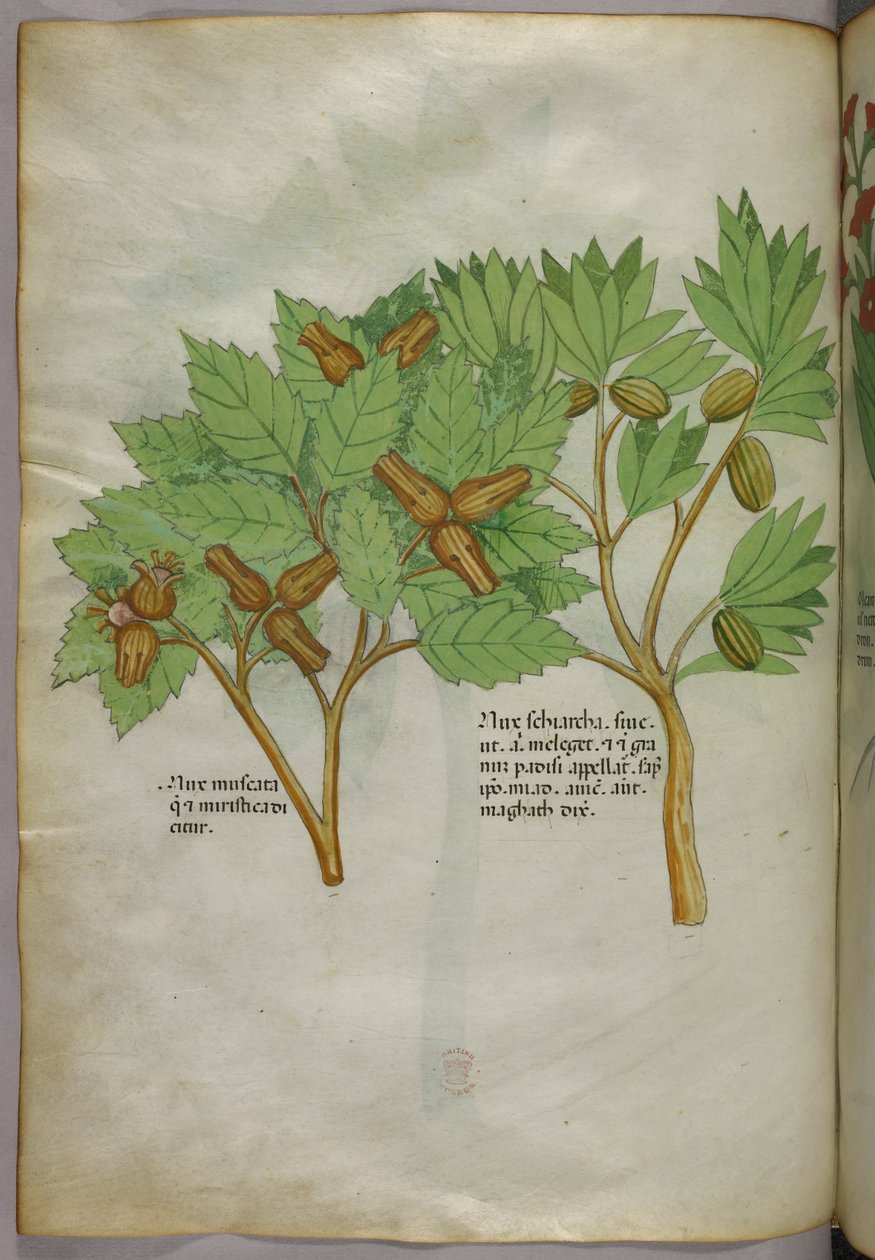 Ilustração botânica, c.1440 (tinta e cor sobre velino) de Italian School