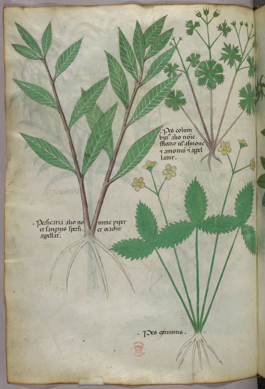 Ilustração botânica, c.1440 (tinta e cor sobre velino) de Italian School