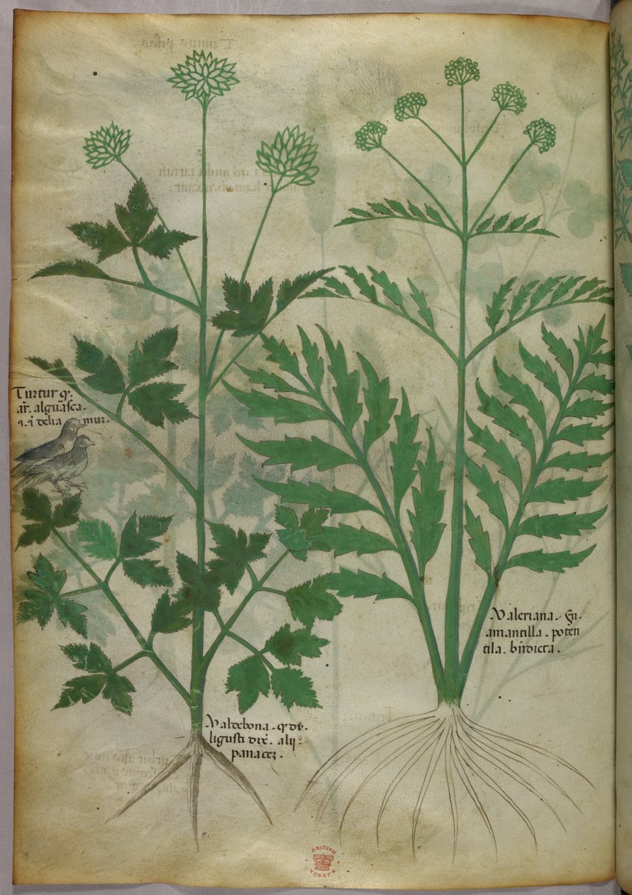 Ilustração botânica, c.1440 (tinta e cor sobre velino) de Italian School