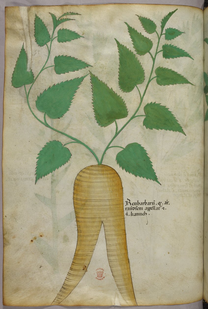 Ilustração botânica, c.1440 (tinta e cor sobre velino) de Italian School