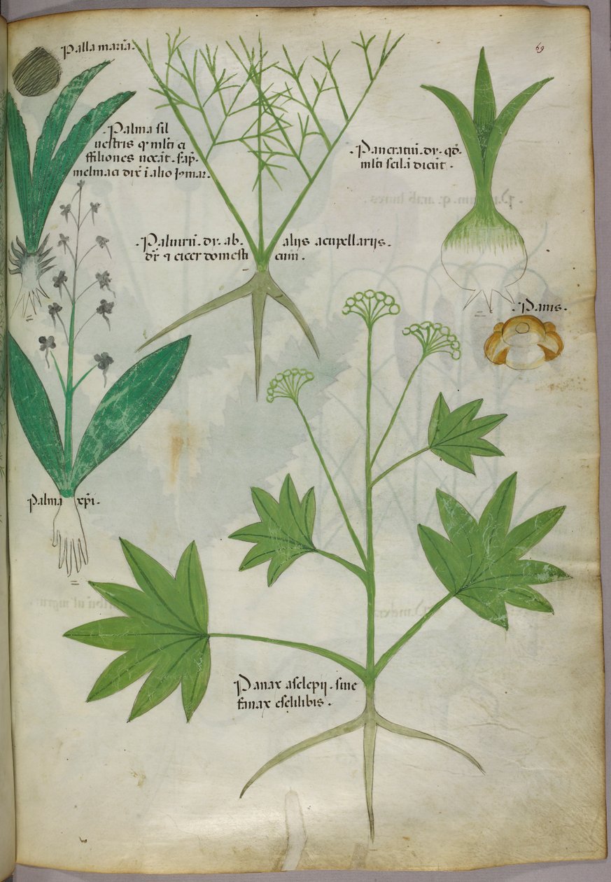 Ilustração botânica, c.1440 (tinta e cor sobre velino) de Italian School