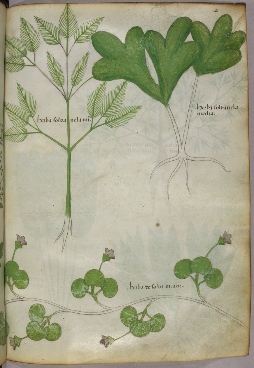 Ilustração botânica, c.1440 (tinta e cor sobre velino) de Italian School