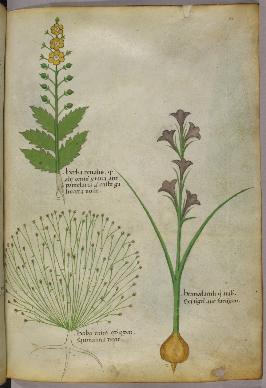 Ilustração botânica, c.1440 (tinta e cor sobre velino) de Italian School