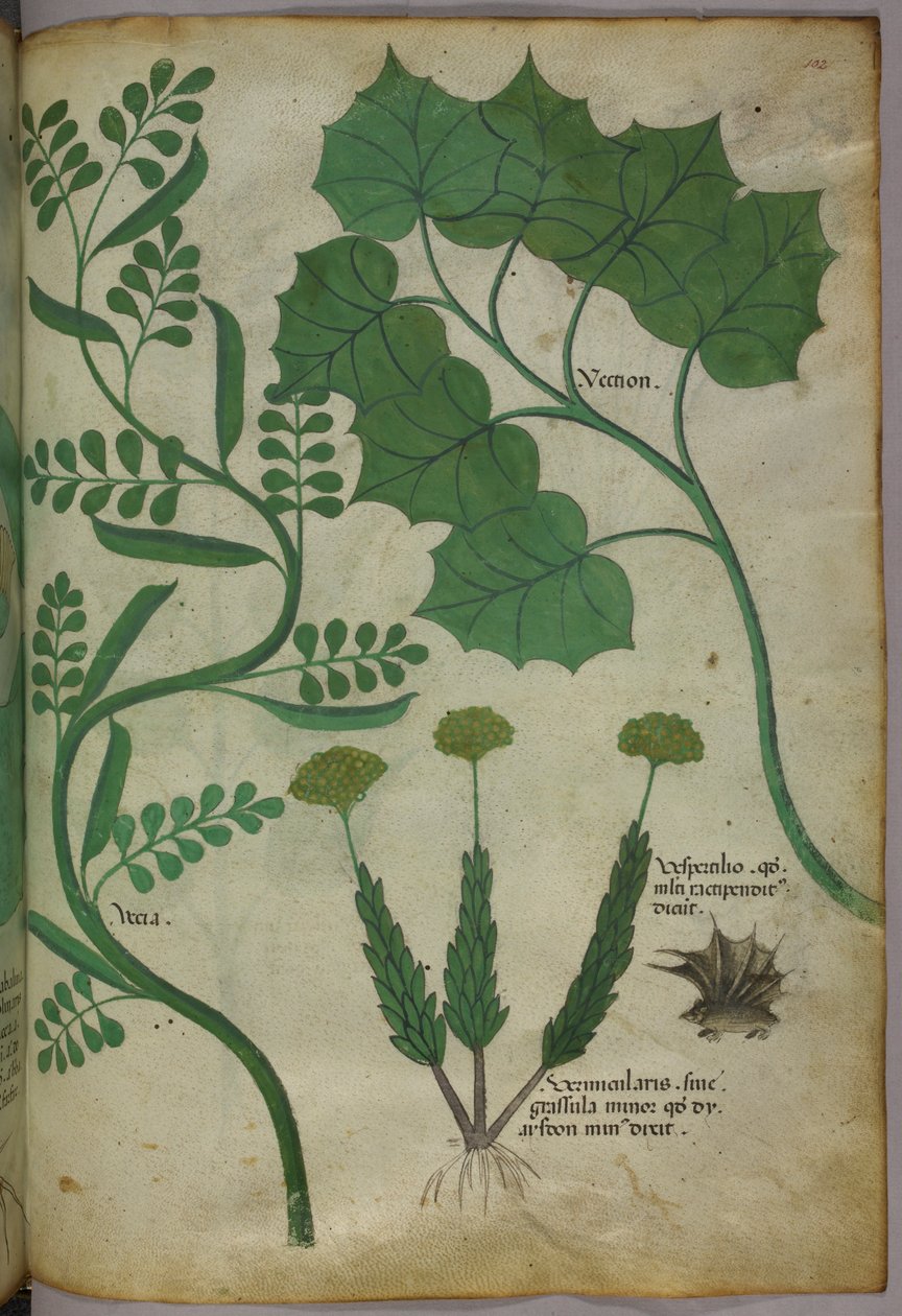 Ilustração botânica, c.1440 (tinta e cor sobre velino) de Italian School