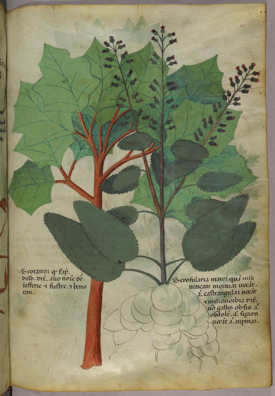 Ilustração botânica, c.1440 (tinta e cor sobre velino) de Italian School