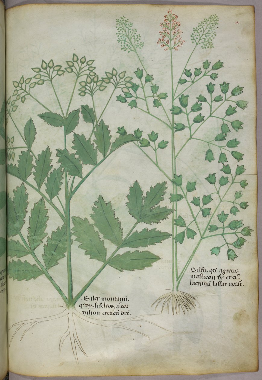 Ilustração botânica, c.1440 (tinta e cor sobre velino) de Italian School