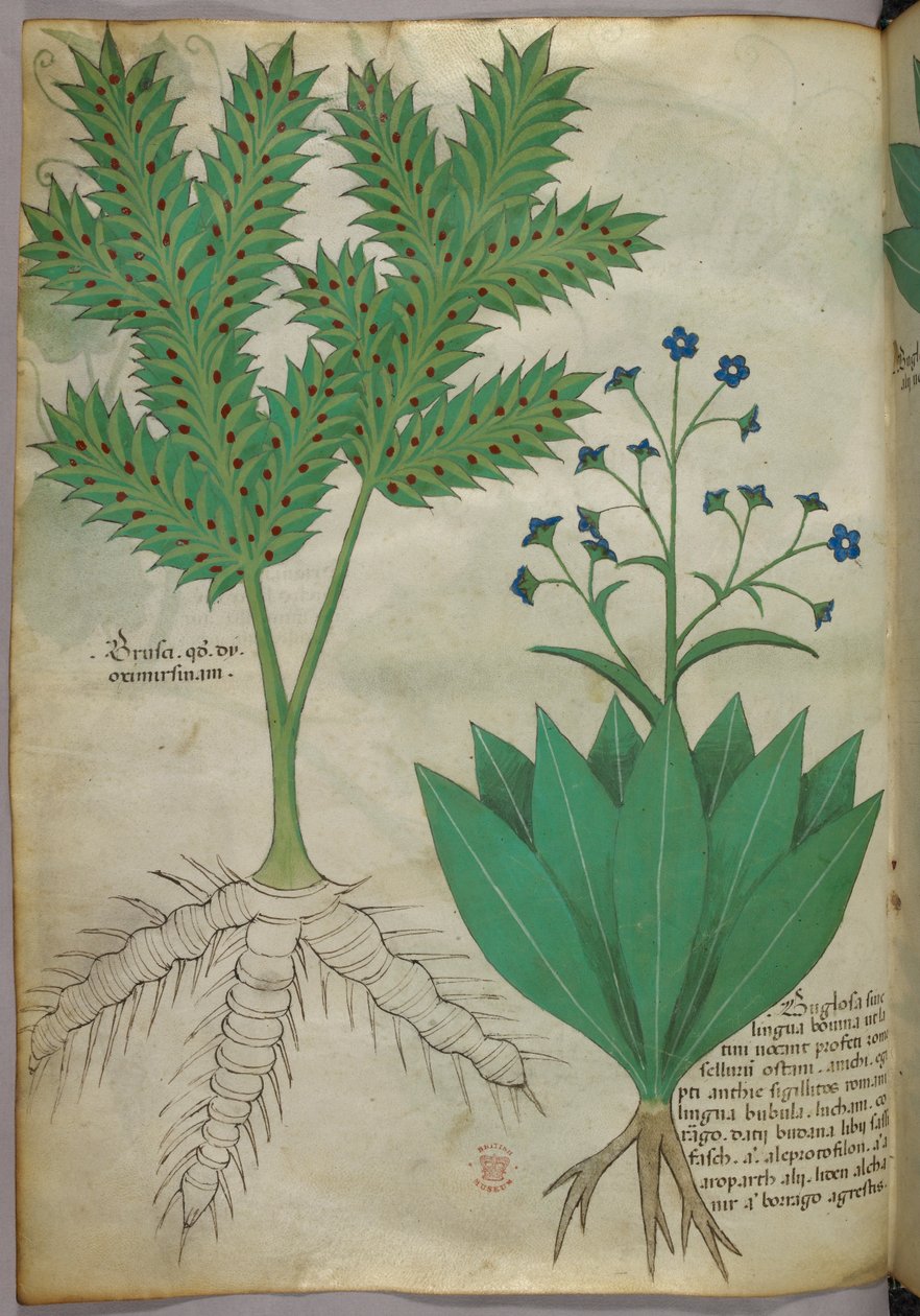 Ilustração botânica, c.1440 (tinta e cor sobre velino) de Italian School