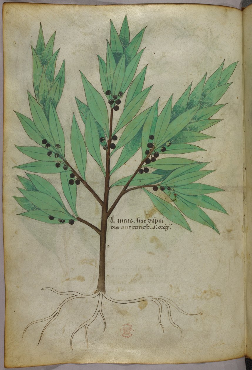 Ilustração botânica, c.1440 (tinta e cor sobre velino) de Italian School
