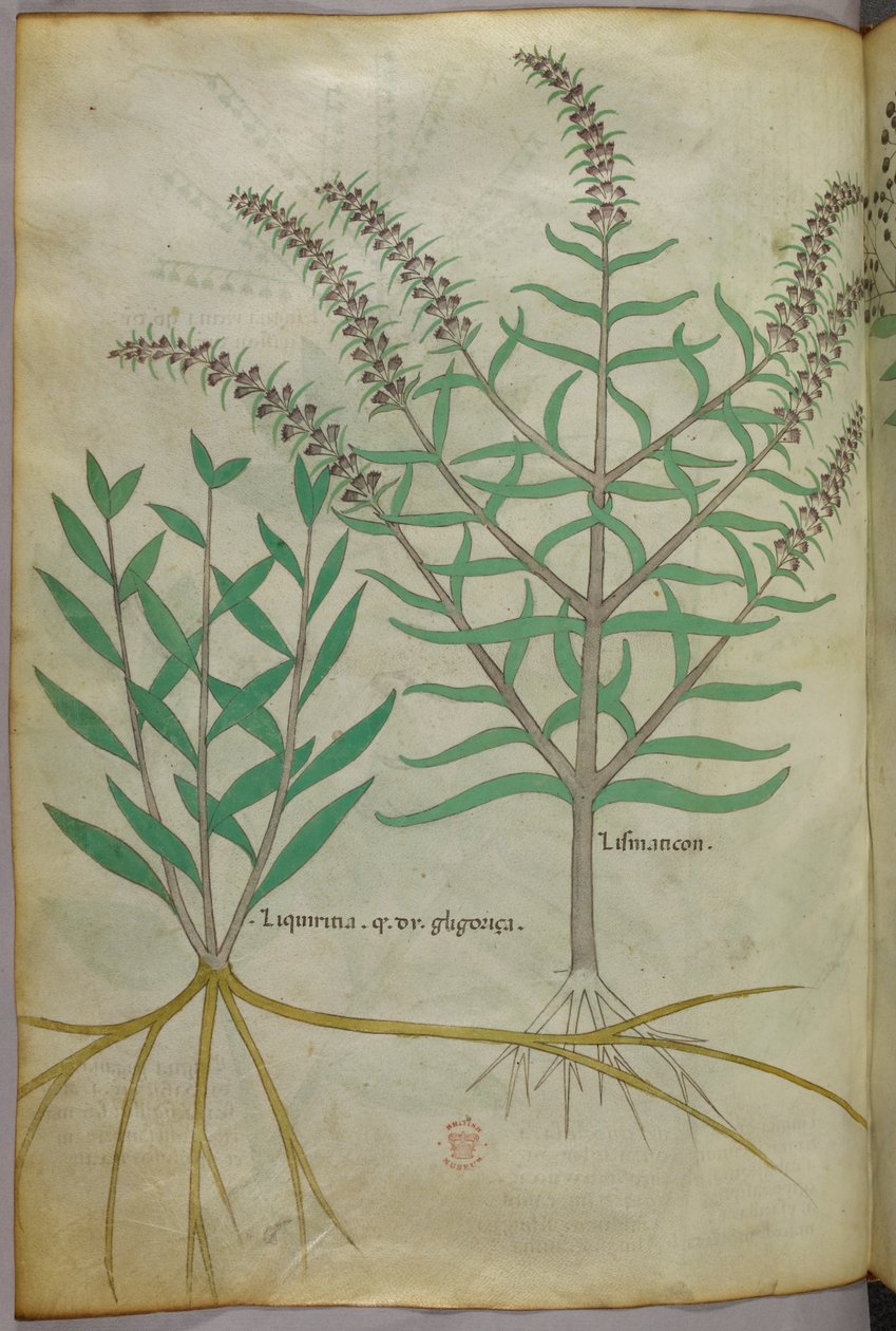 Ilustração botânica, c.1440 (tinta e cor sobre velino) de Italian School