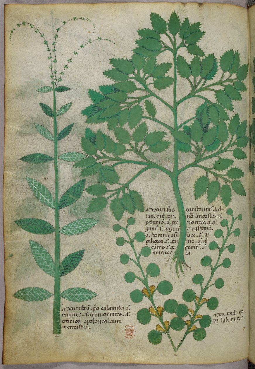 Ilustração botânica, c.1440 (tinta e cor sobre velino) de Italian School