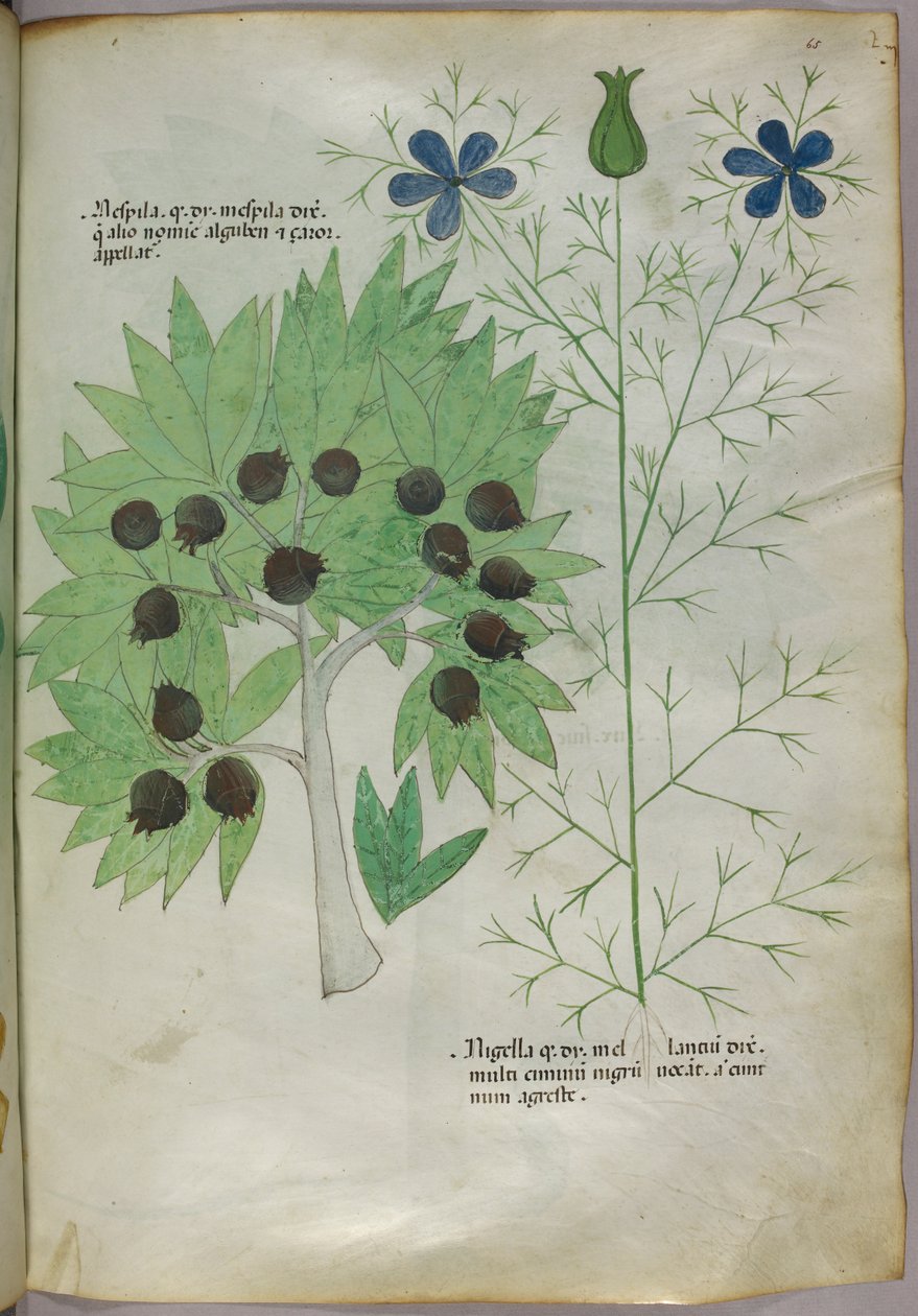 Ilustração botânica, c.1440 (tinta e cor sobre velino) de Italian School