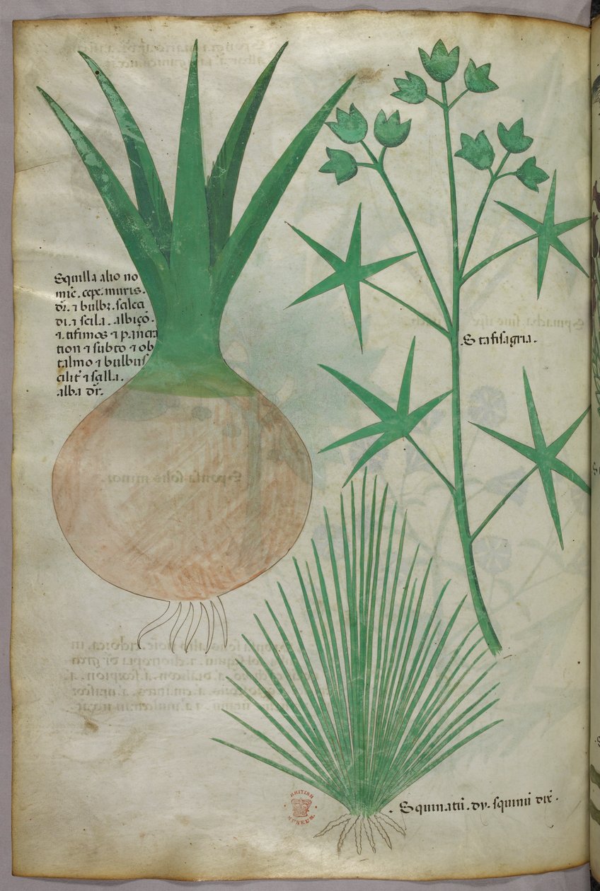 Ilustração botânica, c.1440 (tinta e cor sobre velino) de Italian School