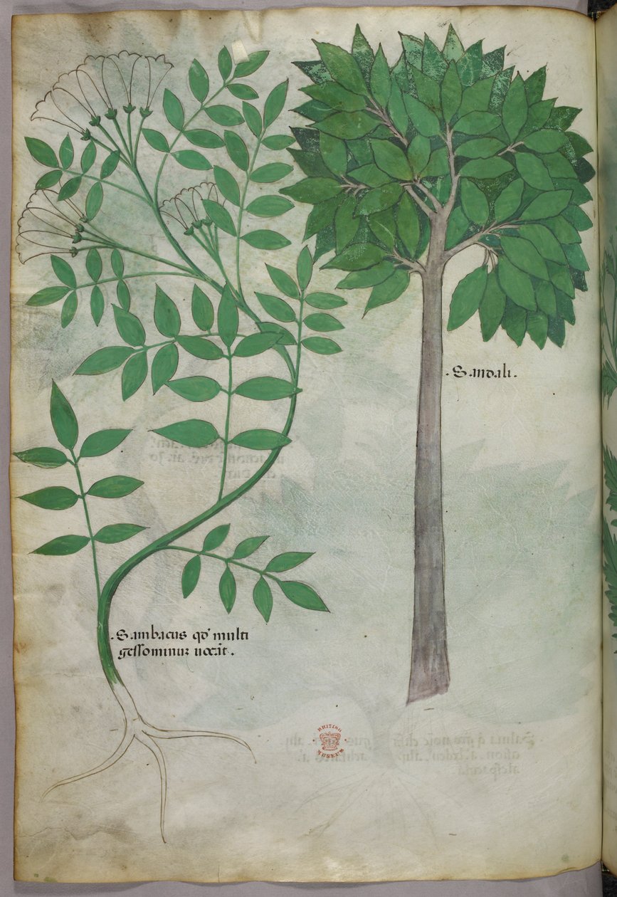 Ilustração botânica, c.1440 (tinta e cor sobre velino) de Italian School