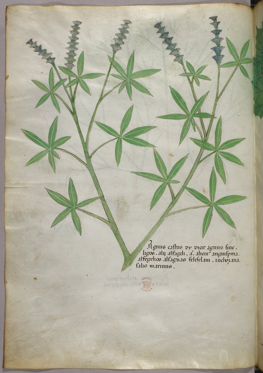 Ilustração botânica, c.1440 (tinta e cor sobre velino) de Italian School