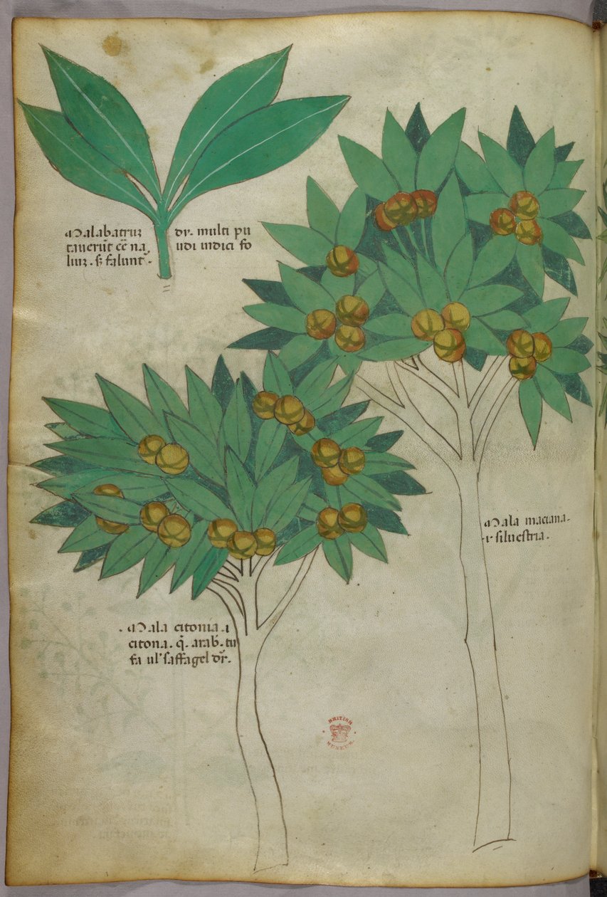 Ilustração botânica, c.1440 (tinta e cor sobre velino) de Italian School