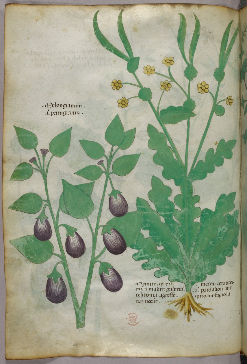 Ilustração botânica, c.1440 (tinta e cor sobre velino) de Italian School